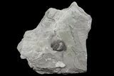 Wide, Enrolled Flexicalymene Trilobite In Shale - Ohio #67654-1